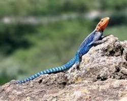 Shade will be a precious resource to lizards in a warming world